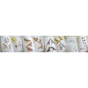 誠文堂新光社 小鳥図鑑 9993280 ネコポス 対応可能 BIRDMORE バードモア 鳥用品 鳥グッズ 雑貨 鳥 とり プレゼント
